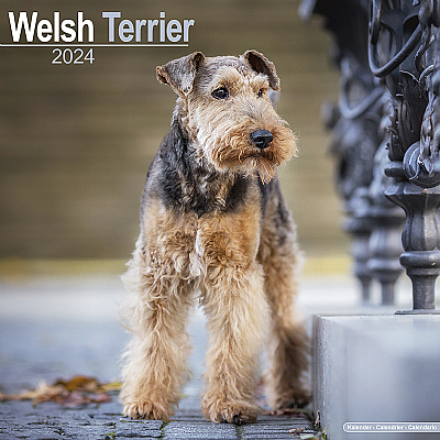 Welsh Terrier Calendar 2024 (Square)